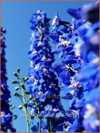 Delphinium 'Blue Bird' | Ridderspoor