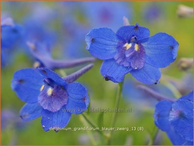 Delphinium grandiflorum 'Blauer Zwerg' | Ridderspoor
