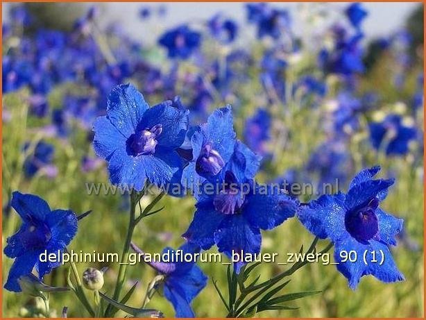 Delphinium grandiflorum 'Blauer Zwerg' | Ridderspoor