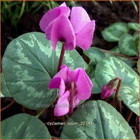 Cyclamen coum | Cyclaam, Alpenviooltje