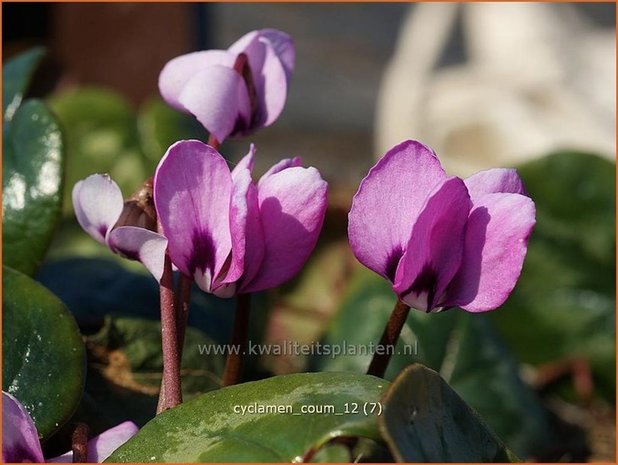 Cyclamen coum | Cyclaam, Alpenviooltje