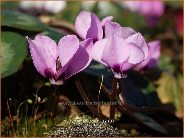 Cyclamen coum | Cyclaam, Alpenviooltje