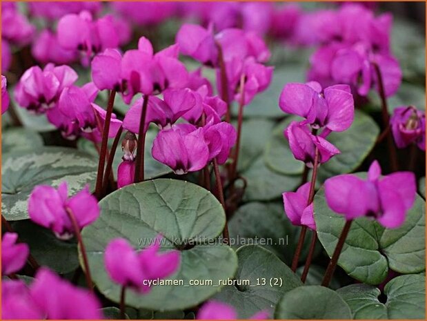 Cyclamen coum 'Rubrum' | Rondbladige cyclaam, Cyclaam, Alpenviooltje, Tuincyclaam | Frühlings-Alpenveilchen | Easter