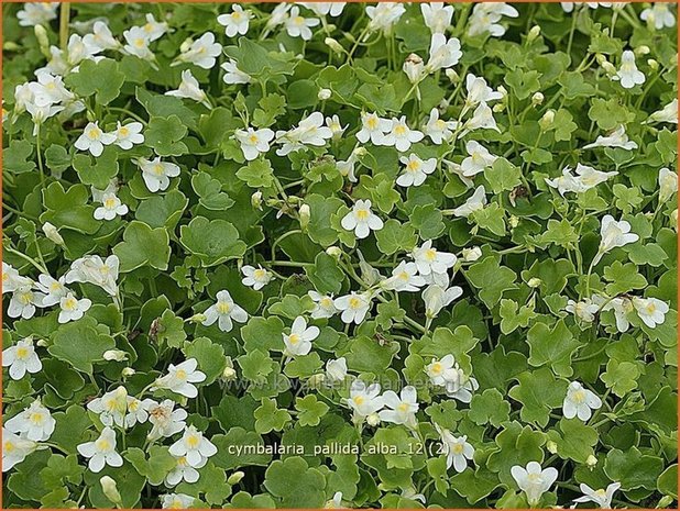 Cymbalaria pallida 'Alba' | Muurleeuwenbek