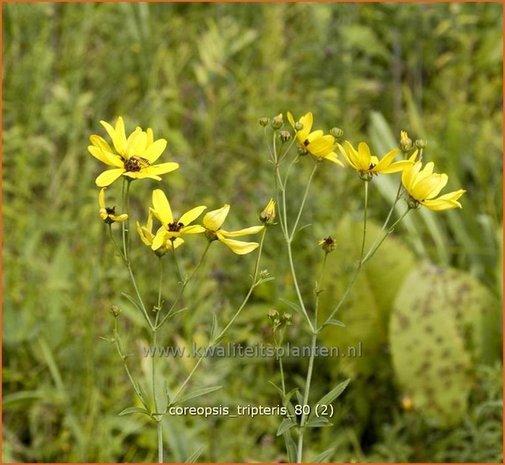 Coreopsis tripteris | Meisjesogen