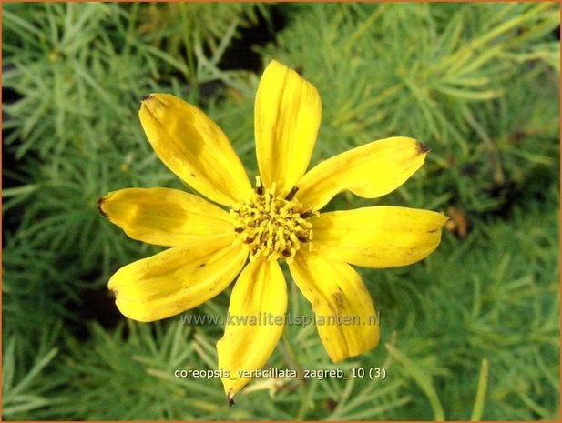 Coreopsis verticillata 'Zagreb' | Meisjesogen