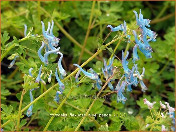 Corydalis flexuosa 'Blue Panda' | Helmbloem