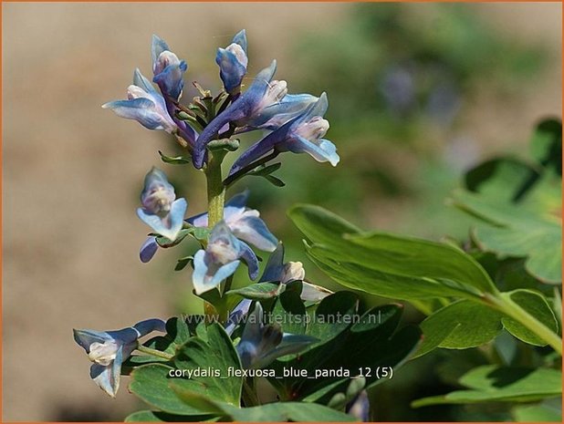 Corydalis flexuosa 'Blue Panda' | HelmbloemCorydalis flexuosa 'Blue Panda' | Helmbloem