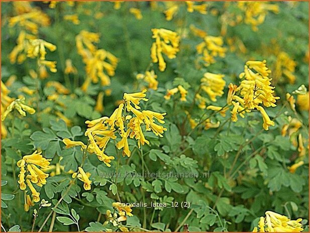 Corydalis lutea | Gele helmbloem, Helmbloem | Gelber Lerchensporn | Yellow Corydalis