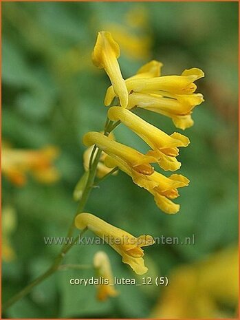 Corydalis lutea | Gele helmbloem, Helmbloem | Gelber Lerchensporn | Yellow Corydalis