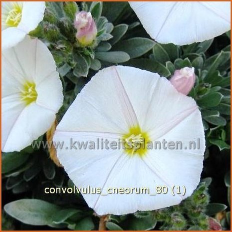 Convolvulus cneorum | Zilverwinde