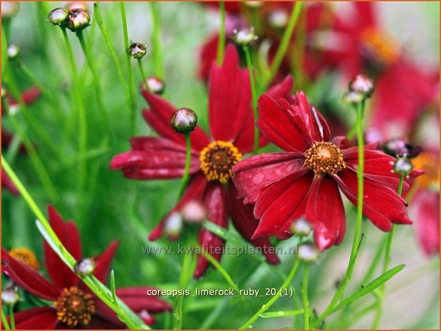 Coreopsis 'Limerock Ruby' | Meisjesogen