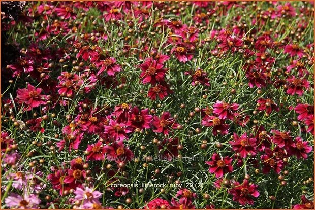 Coreopsis 'Limerock Ruby' | Meisjesogen