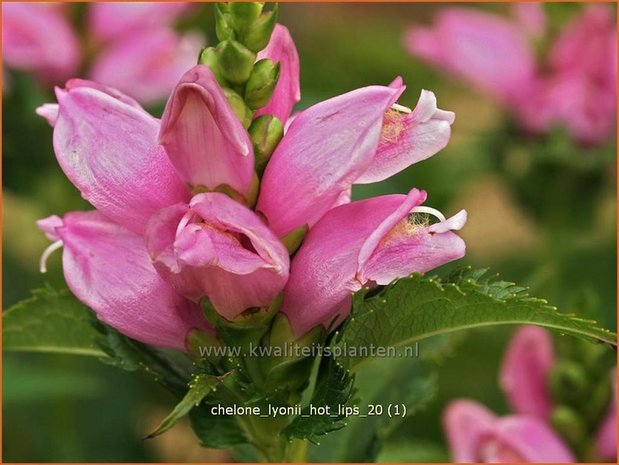 Chelone lyonii 'Hot Lips' | Schildpadbloem, Slangenkop