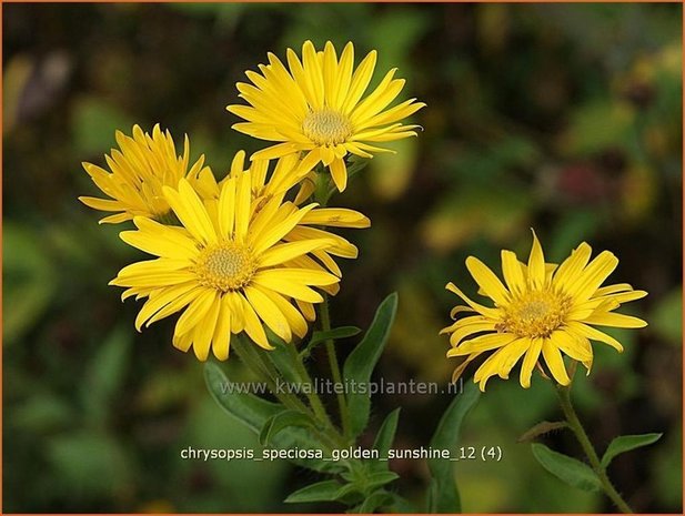 Chrysopsis speciosa &#39;Golden Sunshine&#39; | Goudaster | Zottiges Goldauge