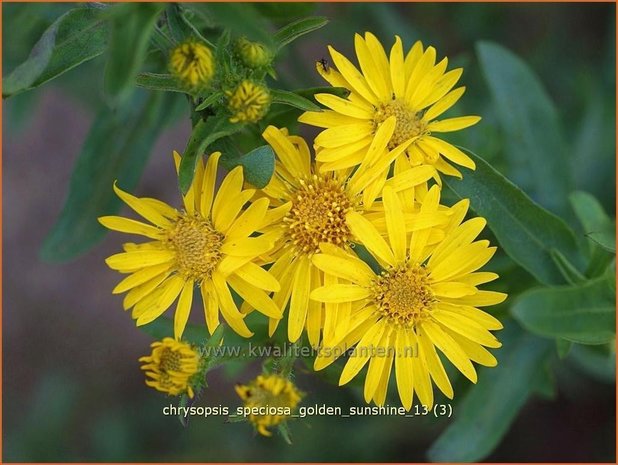 Chrysopsis speciosa &#39;Golden Sunshine&#39; | Goudaster | Zottiges Goldauge