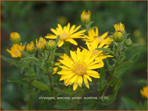 Chrysopsis speciosa &#39;Golden Sunshine&#39; | Goudaster | Zottiges Goldauge