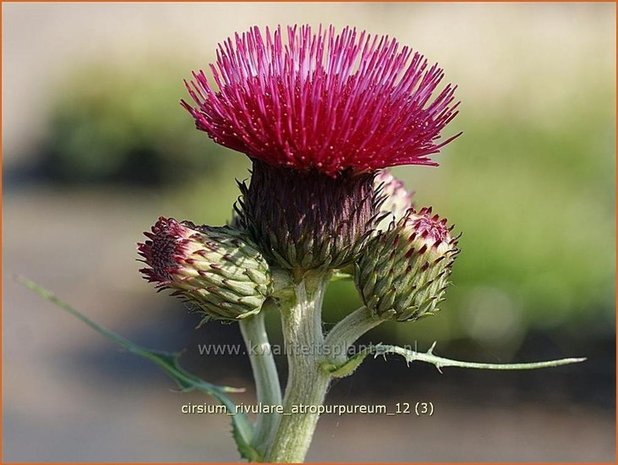 Cirsium rivulare 'Atropurpureum' | Vederdistel