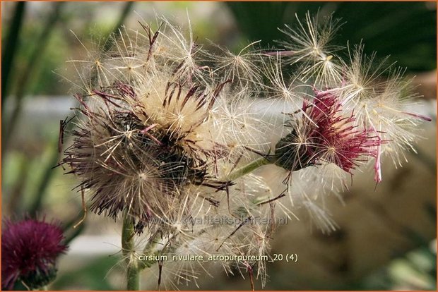 Cirsium rivulare 'Atropurpureum' | Vederdistel