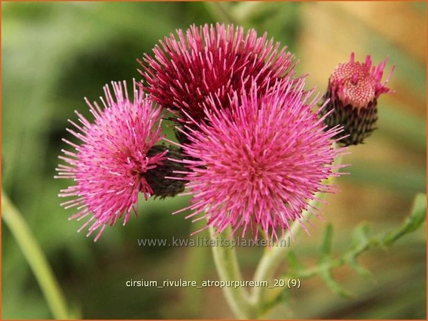 Cirsium rivulare 'Atropurpureum' | Vederdistel