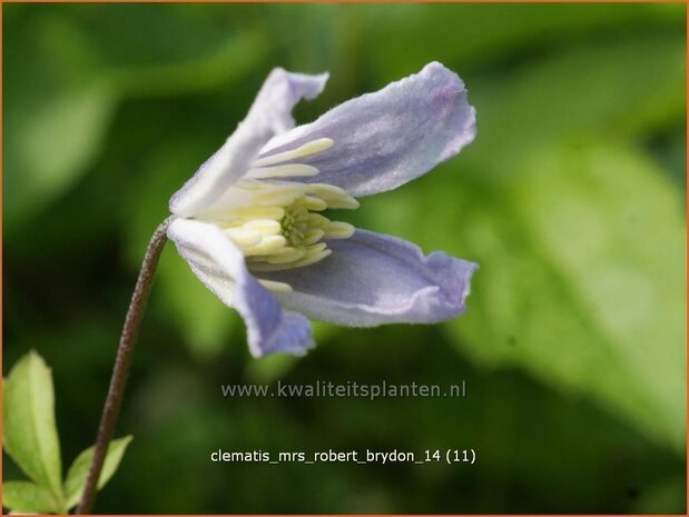 Clematis 'Mrs Robert Brydon' | Bosrank