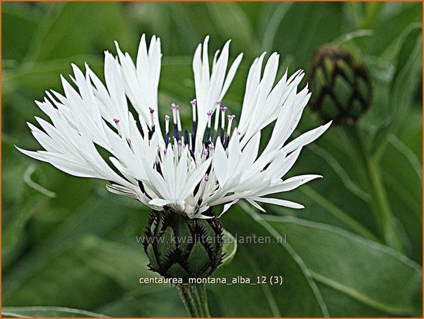 Centaurea montana 'Alba' | Centaurie, Korenbloem