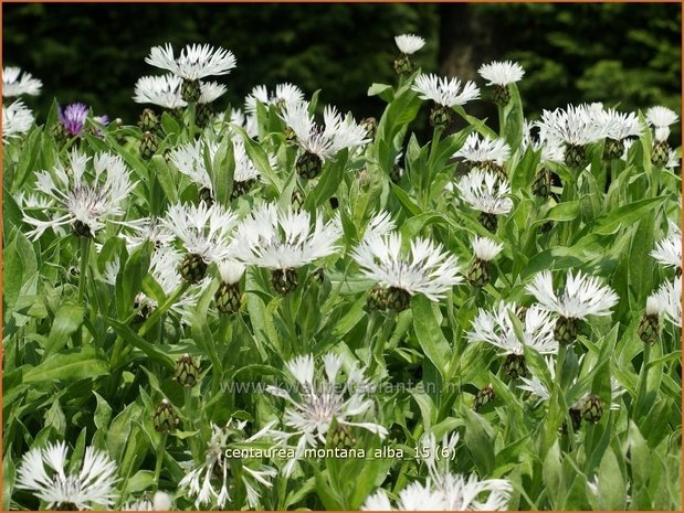 Centaurea montana 'Alba' | Bergcentaurie, Korenbloem, Centaurie