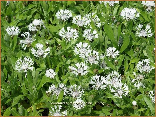Centaurea montana 'Alba' | Bergcentaurie, Korenbloem, Centaurie