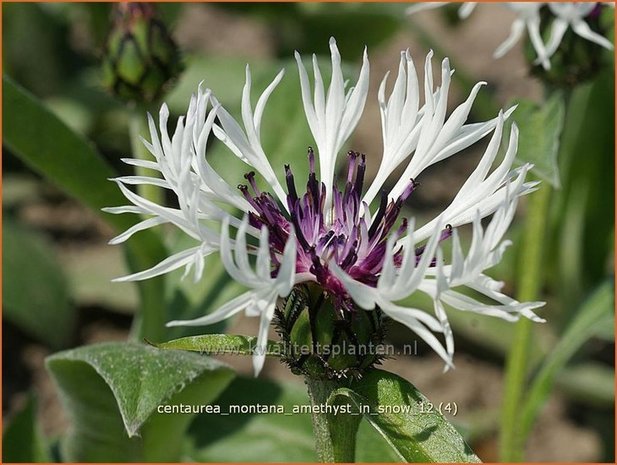 Centaurea montana 'Amethyst in Snow' | Centaurie, Korenbloem