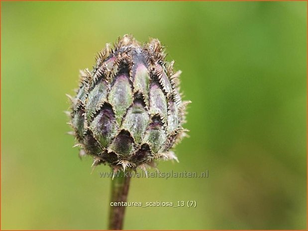 Centaurea scabiosa | Korenbloem, Centaurie | Skabiosen-Flockenblume