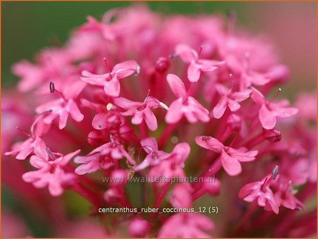 Centranthus ruber 'Coccineus' | Spoorbloem, Rode valeriaan