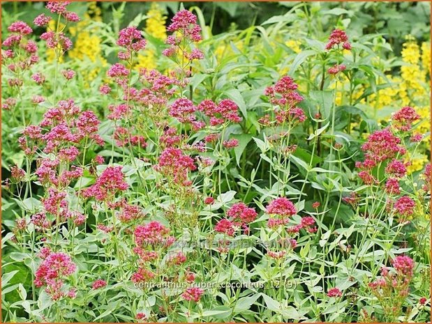 Centranthus ruber 'Coccineus' | Spoorbloem, Rode valeriaan