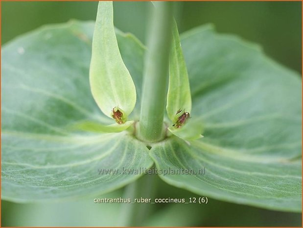 Centranthus ruber 'Coccineus' | Spoorbloem, Rode valeriaan
