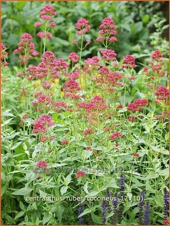 Centranthus ruber 'Coccineus' | Spoorbloem, Rode valeriaan