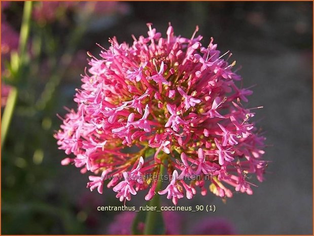 Centranthus ruber 'Coccineus' | Spoorbloem, Rode valeriaan