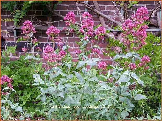 Centranthus ruber 'Coccineus' | Spoorbloem, Rode valeriaan