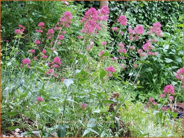 Centranthus ruber 'Coccineus' | Spoorbloem, Rode valeriaan