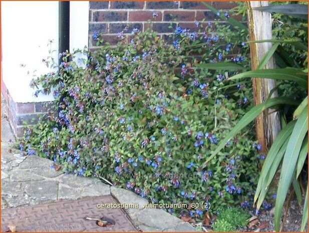 Ceratostigma willmottianum | Loodkruid