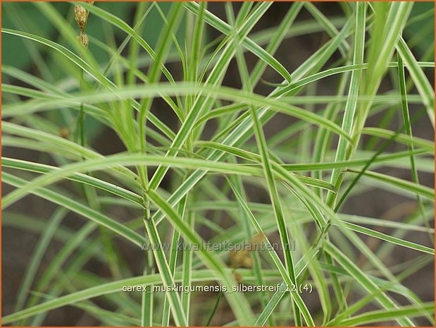 Carex muskingumensis 'Silberstreif' | Palmzegge