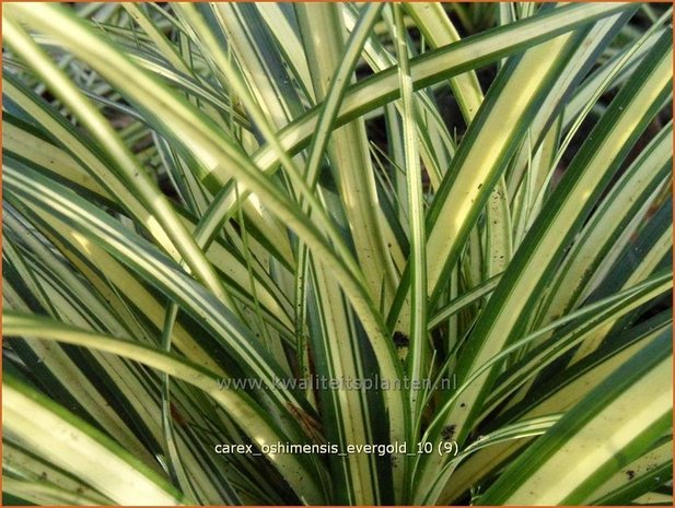 Carex oshimensis 'Evergold' | Zegge