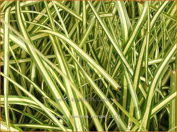 Carex oshimensis 'Evergold' | Zegge