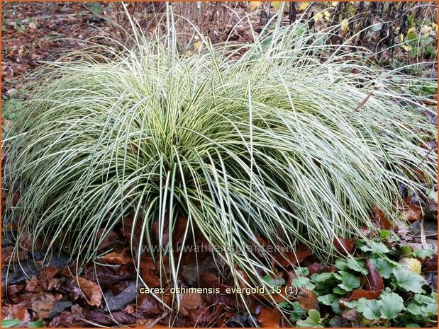 Carex oshimensis 'Evergold' | Zegge