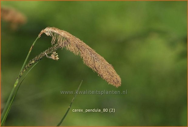 Carex pendula | Hangende zegge