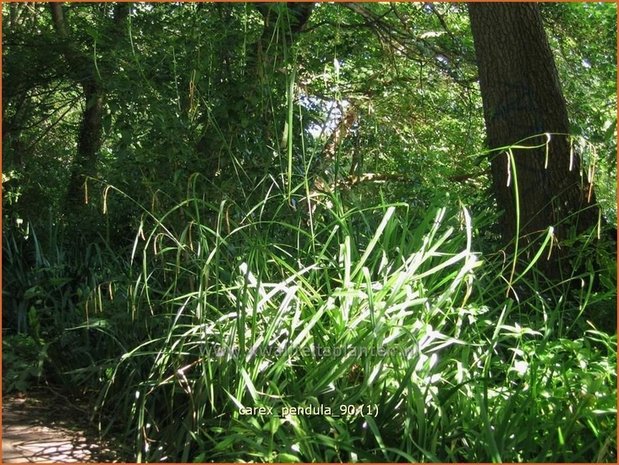 Carex pendula | Hangende zegge