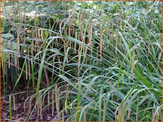 Carex pendula | Hangende zegge, Zegge