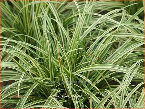 Carex 'Silver Sceptre' | Zegge