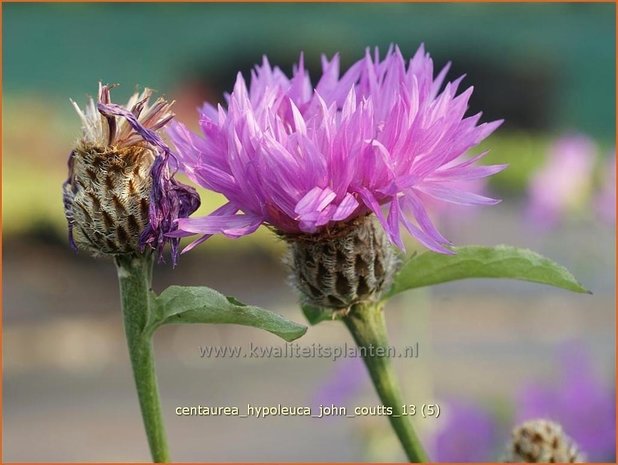 Centaurea hypoleuca 'John Coutts' | Centaurie, Korenbloem