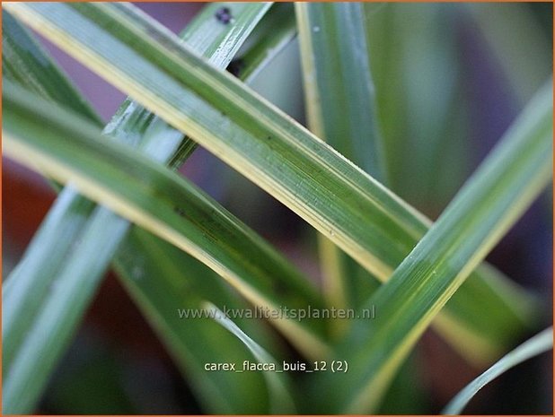 Carex flacca 'Buis' | Zegge