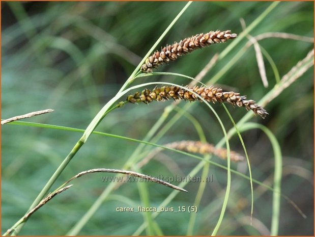 Carex flacca 'Buis' | Zeegroene zegge, Zegge