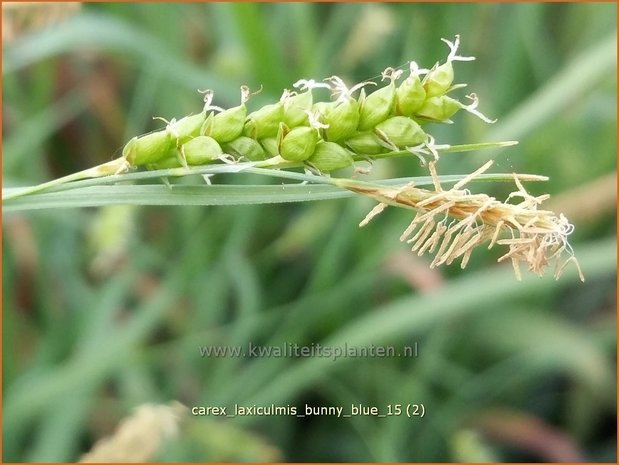 Carex laxiculmis 'Bunny Blue' | Zegge